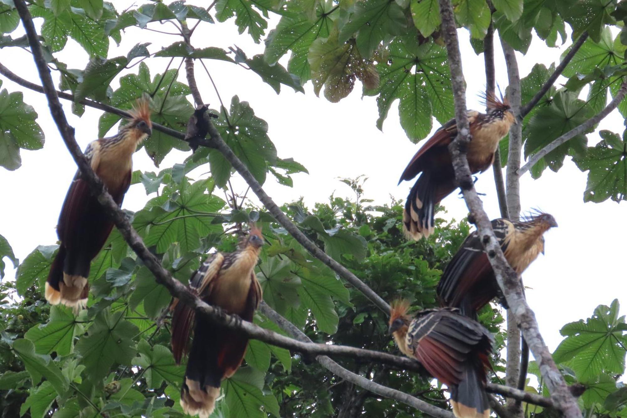 Hospedaje Y Tours Reina Arriera Amazonas Colombia Macedonia Εξωτερικό φωτογραφία